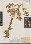 Foto von Salix eriocephala var. watsonii (Bebb) Dorn